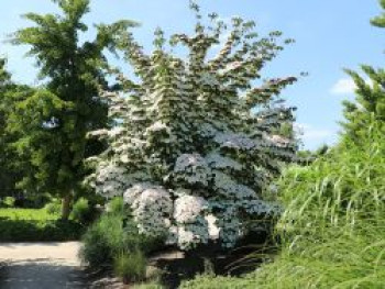 Chinesischer Blumen-Hartriegel 'Wieting's Select', 40-60 cm, Cornus kousa var. chinensis 'Wieting's Select', Containerware von Cornus kousa var. chinensis 'Wieting's Select'