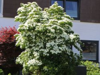 Chinesischer Blumen-Hartriegel, 60-80 cm, Cornus kousa var. chinensis, Containerware von Cornus kousa var. chinensis