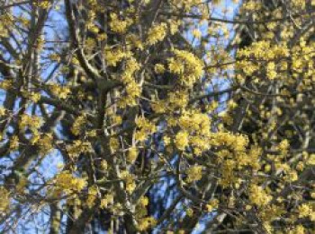 Kornelkirsche 'Jolico', 60-100 cm, Cornus mas 'Jolico', Containerware Kornelkirsche 'Jolico', 60-100 cm, Cornus mas 'Jolico', Containerware von Cornus mas 'Jolico'