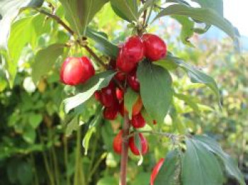 Kornelkirsche 'Schönbrunner Gourmet Dirndl', 10-20 cm, Cornus mas 'Schönbrunner Gourmet Dirndl', Topfware von Cornus mas 'Schönbrunner Gourmet Dirndl'