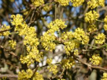 Kornelkirsche, 100-150 cm, Cornus mas, Containerware XXL von Cornus mas