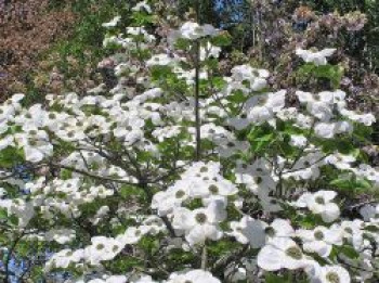 Pazifischer Blumen-Hartriegel 'Ascona', 40-60 cm, Cornus nuttallii 'Ascona', Containerware von Cornus nuttallii 'Ascona'