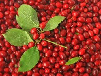 Japanische Kornelkirsche, 60-100 cm, Cornus officinalis, Containerware von Cornus officinalis