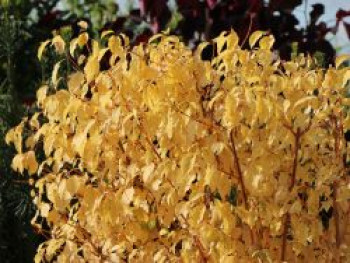 Roter Hartriegel 'Midwinter Fire', 100-125 cm, Cornus sanguinea 'Midwinter Fire', Containerware XXL von Cornus sanguinea 'Midwinter Fire'