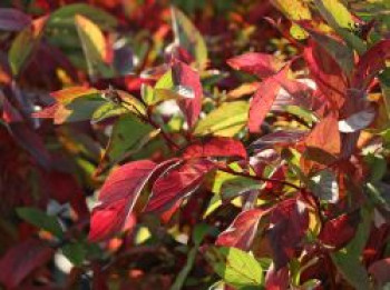 Gelbholz-Hartriegel / Seidiger Hartriegel 'Firedance', 10-20 cm, Cornus sericea 'Firedance', Topfware von Cornus sericea 'Firedance'