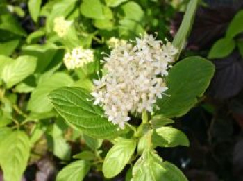 Gelbholz Hartriegel / Seidiger Hartriegel 'Flaviramea', 100-125 cm, Cornus sericea 'Flaviramea', Containerware XXL von Cornus sericea 'Flaviramea'