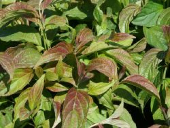 Zwerg-Hartriegel 'Kelsey', 10-20 cm, Cornus stolonifera 'Kelsey', Weichwandcontainer von Cornus stolonifera 'Kelsey'