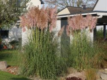 Pampasgras 'Rosea', Cortaderia selloana 'Rosea', Containerware von Cortaderia selloana 'Rosea'
