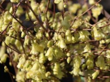 Glockenhasel / Niedrige Scheinhasel / Corylopsis, 30-40 cm, Corylopsis pauciflora, Containerware von Corylopsis pauciflora