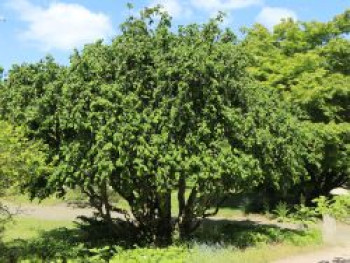 Korkenzieherhaselnuss 'Contorta', 125-150 cm, Corylus avellana 'Contorta', Containerware XXL von Corylus avellana 'Contorta'