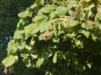 Korkenzieher Haselnuss 'Pendula', 125-150 cm, Corylus avellana 'Pendula', Containerware von Corylus avellana 'Pendula'