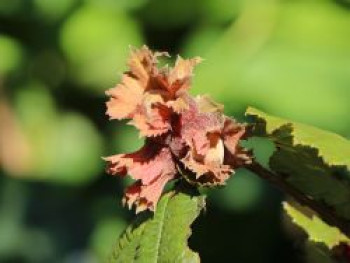 Haselnuss 'Rotblättrige Zellernuss', 60-100 cm, Corylus avellana 'Rotblättrige Zellernuss', Containerware von Corylus avellana 'Rotblättrige Zellernuss'