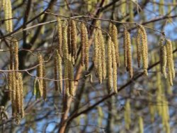 Haselnuss / Waldhasel, 125-150 cm, Corylus avellana, Containerware XXL von Corylus avellana