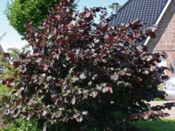 Purpurhasel / Bluthasel 'Purpurea', 100-150 cm, Corylus maxima 'Purpurea', Containerware von Corylus maxima 'Purpurea'