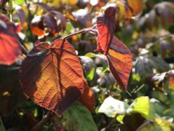 Rotblättrige Korkenzieherhasel 'Red Majestic', 40-60 cm, Corylus maxima 'Red Majestic', Containerware von Corylus maxima 'Red Majestic'