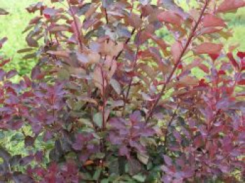 Perückenstrauch 'Dusky Maiden', 80-100 cm, Cotinus coggygria 'Dusky Maiden', Containerware XXL von Cotinus coggygria 'Dusky Maiden'