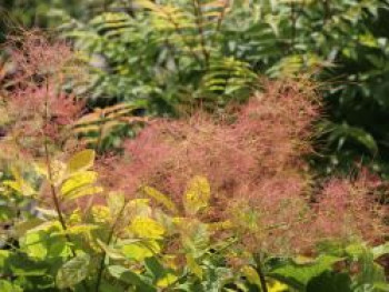 Goldgelber Perückenstrauch 'Golden Spirit', 80-100 cm, Cotinus coggygria 'Golden Spirit', Containerware XXL von Cotinus coggygria 'Golden Spirit'