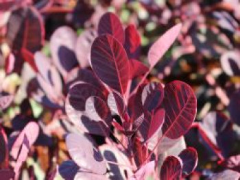 Perückenstrauch 'Lilla' ®, 30-40 cm, Cotinus coggygria 'Lilla' ®, Containerware von Cotinus coggygria 'Lilla' ®
