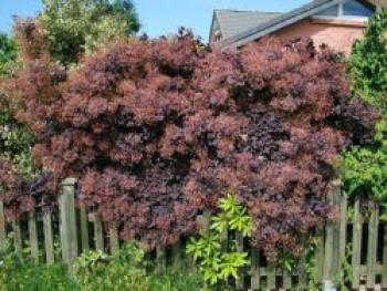 Roter Perückenstrauch 'Royal Purple', 100-125 cm, Cotinus coggygria 'Royal Purple', Containerware XXL von Cotinus coggygria 'Royal Purple'