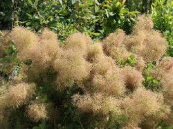 Perückenstrauch 'Young Lady', 30-40 cm, Cotinus coggygria 'Young Lady', Containerware von Cotinus coggygria 'Young Lady'