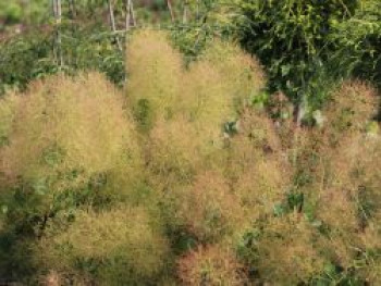 Perückenstrauch / Grüner Perückenstrauch, 60-100 cm, Cotinus coggygria, Containerware von Cotinus coggygria