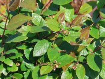 Hecken Strauchmispel, 40-60 cm, Cotoneaster acutifolius, Containerware von Cotoneaster acutifolius