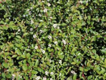 Teppichmispel / Zwergmispel 'Coral Beauty', Stamm 70-80 cm, 90-110 cm, Cotoneaster dammeri 'Coral Beauty', Stämmchen von Cotoneaster dammeri 'Coral Beauty'