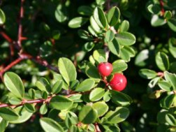 Teppichmispel / Kriechmispel 'Eichholz', 20-30 cm, Cotoneaster dammeri 'Eichholz', Topfware von Cotoneaster dammeri 'Eichholz'