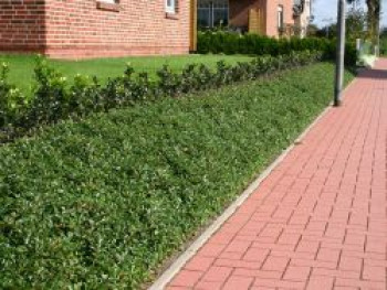 Teppichmispel / Kriechmispel 'Radicans' / 'Major', 10-30 cm, Cotoneaster dammeri 'Radicans' / 'Major', Topfware Teppichmispel / Kriechmispel 'Radicans' / 'Major', 10-30 cm, Cotoneaster dammeri 'Radicans' / 'Major', Topfware von Cotoneaster dammeri 'Radicans' / 'Major'