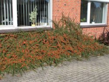 Kriechmispel 'Skogholm', 20-30 cm, Cotoneaster dammeri 'Skogholm', Containerware von Cotoneaster dammeri 'Skogholm'