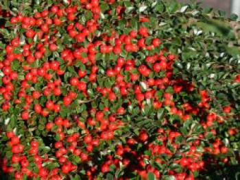 Fächerzwergmispel, 30-40 cm, Cotoneaster horizontalis, Containerware von Cotoneaster horizontalis