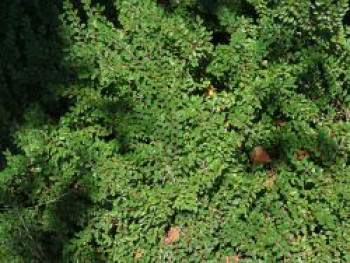 Thymianblättrige Zwergmispel, 10-20 cm, Cotoneaster microphyllus var. thymifolius, Topfware von Cotoneaster microphyllus var. thymifolius