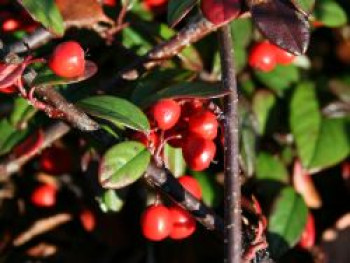 Kriechmispel 'Parkteppich', Cotoneaster salicifolius 'Parkteppich', Topfware von Cotoneaster salicifolius 'Parkteppich'