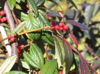 Weidenblättrige Hängemispel, 100-125 cm, Cotoneaster salicifolius var. floccosus, Containerware von Cotoneaster salicifolius var. floccosus