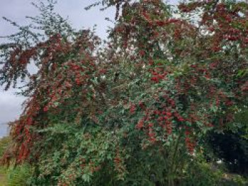 Wintergrüne Strauchmispel 'Cornubia', Cotoneaster watereri 'Cornubia', Topfware von Cotoneaster watereri 'Cornubia'