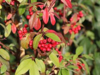 Strauchmispel 'Pendulus', Cotoneaster watereri 'Pendulus', Topfware Strauchmispel 'Pendulus', Cotoneaster watereri 'Pendulus', Topfware von Cotoneaster watereri 'Pendulus'