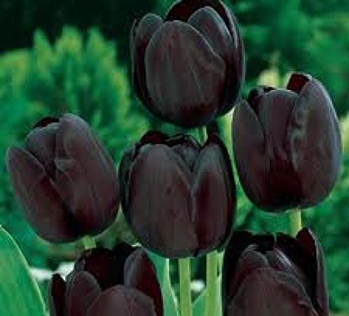 Cottage Garden Bulbs: "Queen of the Night" Schwarze Tulpenzwiebeln, einzelne Blüte des späten Frühlings, erhältlich in Packungen mit 25, 50, 100 und 500 Stück von Cottage Garden Bulbs