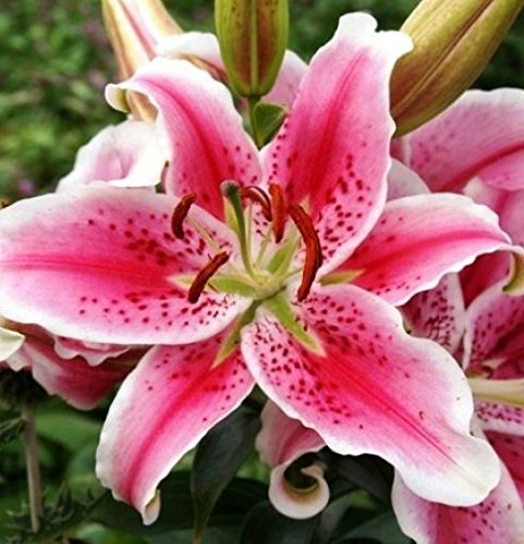 Cottage Garden Stargazer Orientalische Lilie, Sommerblühend, winterhart, mehrjährig, Packungen mit 10 und 15 Zwiebeln, 10 Stück von Cottage Garden Bulbs