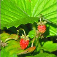 10 Stk. Garten-Monats-Erdbeere Rügen Im Topf Gewachsen ~ Herrlicher Bodendecker Mit Nascheffekt von Cottagegarden24
