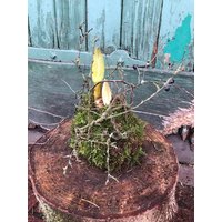 Amaryllis in Mooskleid Mit Zweigen ..wunderschöne Natürliche Deko Der Herbst-/Winterzeit von Cottagegarden24