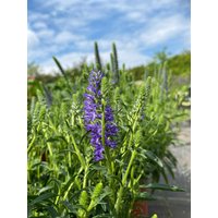 Blauer Ehrenpreis ~ Veronica Spicata Blau Großer Xl Topf~ Jetzt Knospig/Blühend >Biennfreundlich Und Lange Blüte von Cottagegarden24