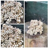 Creme Pfeffer Ein Dickes Bund ~Würzig/Duftige Pfefferbeeren Eine Wunderschöne Naturdeko ~ Getrocknet von Cottagegarden24