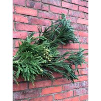 Crypthomeria~ Sicheltanne ~Lang ~ Tannendeko Natürlich Schön von Cottagegarden24