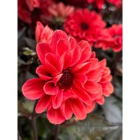Dahlie Mit Dunklen Laub - Orange-Rote Blüte~ Im Großen Xl Topf Jetzt Knospig/Blühend ~ Insektenfreundlich & Tolle Farbe in Blüte Und von Cottagegarden24