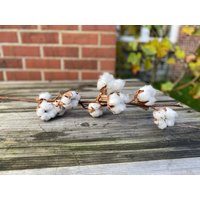 Echter Cotton Baumwollzweig Getrocknet Mit Mind. 5 Dicken Getrockneten Kugel Pro Stiel - Trockenblumen - 100% Naturdeko/Baumwolle von Cottagegarden24