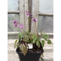 Epimedium Lilafee Im Topf Gewachsen~ Zauberhafte Garten - Elfenblume von Cottagegarden24