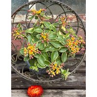 Fetthenne - Sedum Kamtschaticum Variegatum ~Buntlaubiges Fettblatt~ Jetzt Knospig/Blühend Im Großen Topf~ Staudengarten von Cottagegarden24