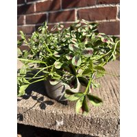 Klee ~ Für Den Kübel ~Trifolium Repens~ Tolle Bepflanzung von Cottagegarden24