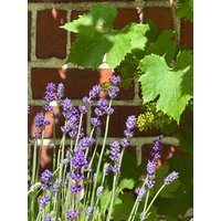 Lavendel Munstad ~Im 3 Liter Xl Topf - Solitär ~ Prachtvoll, Pflegeleicht Und Ein Echter Insektenmagnet von Cottagegarden24