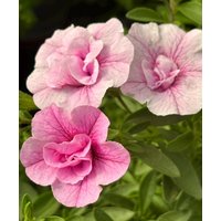 Millionbells Zartrosa Gefüllte Blüte ~ Zauberglöckchen~ Jetzt Knospig/Blühend Wunderschöne Sommerbepflanzung von Cottagegarden24